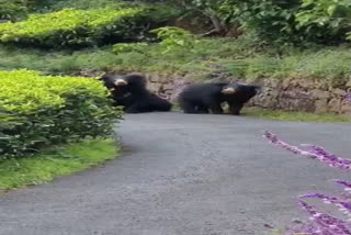 Anand Mahindra shares video that gives 'adrenaline rush'  Anand Mahindra  adrenaline rush  വൈറലായി ആനന്ദ് മഹീന്ദ്രയുടെ ട്വീറ്റ്  ആനന്ദ് മഹീന്ദ്ര  നീലഗിരി  Neelagiri