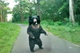 bear-attack-the-car-and-pose-in-mysore