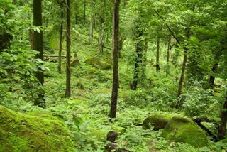 demonstration-forest-will-be-developed-in-all-the-districts-of-chhattisgarh-cm-bhupesh-gave-instructions