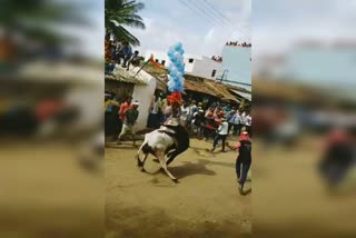 youth died after ox bang in bull race, gadag district