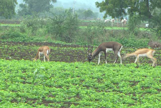 Zonal Forest Officer New Idea in Haveri