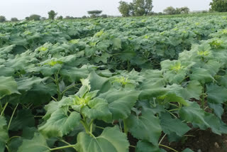 Farmers who favor sunflower sowing in Koppal