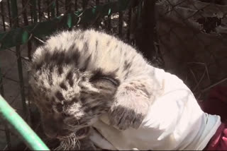 captured leopard cub at koil