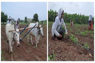 farmer hopes for rain in kharip session jalgaon