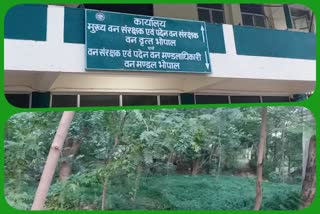 city forest develop in tiger movement area
