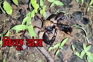 poisonous fight between scorpion