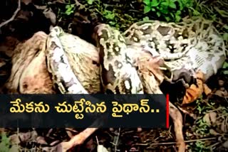 Python eats goat in maharastra