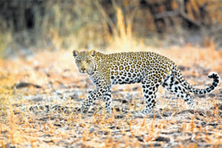 People in panic with leopard wandering