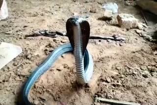 Cobra, कोटा न्यूज