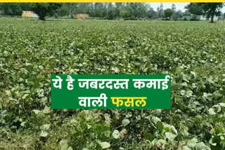pulse crops cultivation bhiwani