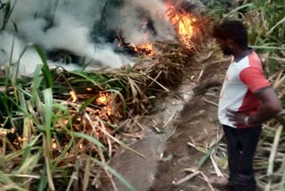 sugarcane-harvest