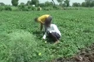 Farming on Forest Department Land