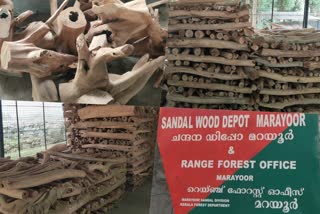 Idukki Marayoor sandalwood e-auction The forest department has started the process of making lots  Idukki Marayoor sandalwood e-auction  മറയൂര്‍ ചന്ദനം ഇ-ലേലം  മറയൂര്‍ ചന്ദന ഇ-ലേലം ലോട്ടുകളാക്കുന്നതിനുള്ള നടപടികള്‍ ആരംഭിച്ച് വനംവകുപ്പ്  മറയൂര്‍ മേഖലയിലെ ആദിവാസികുടികളില്‍ നിന്നുമുള്ളവരാണ് ചന്ദനം ചെത്തി ലോട്ടുകള്‍ ഒരുക്കുന്നത്.  Lots of sandalwood is prepared by tribals from the Marayoor region.  കൊവിഡ് സാഹചര്യം കാരണം നിലവില്‍ വൈകിയ ലേലം, ആഗസ്റ്റ് മാസത്തില്‍ നടത്തുമെന്ന് വനം വകുപ്പ് അറിയിച്ചു.  The auction, which is currently delayed due to the covid situation, will be held in August, the forest department said.