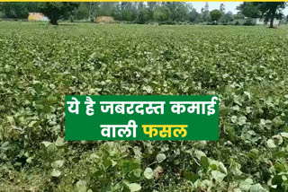pulse crops cultivation bhiwani