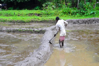 Rising fertilizer prices  farmers news  fertilizer price  കാര്‍ഷിക മേഖല  വളത്തിന് വില കൂടി  ഇടുക്കി വാർത്തകള്‍