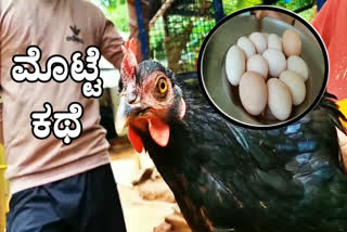 A hen lays 11 eggs in a single day