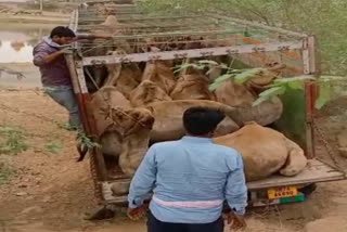 camel smuggling case, camel smuggling in bikaner