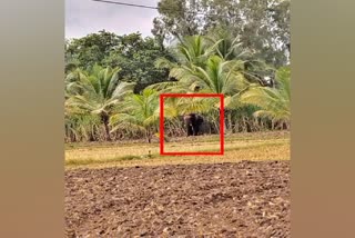 elephant found at Maddur