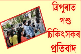 নতুন নিযুক্তিক লৈ অসন্তুষ্ট ত্ৰিপুৰাৰ পশু চিকিৎসক