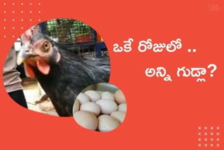 eggs, kozhikode