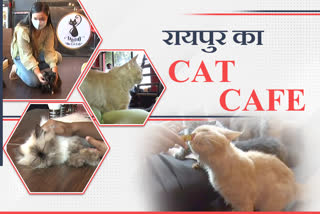 chhattisgarh-first-cat-cafe-meow-the-cat-cafe-opened-in-raipur