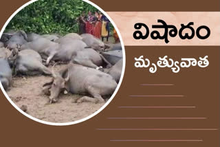 buffaloes died at mancherial