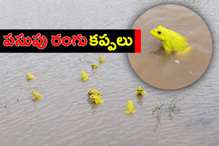 rare yellow frogs at krishna