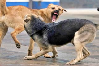 Six injured in street dog bite in Manjeri  street dog bite in Manjeri  തെരുവ് നായയുടെ കടിയേറ്റ് ആറ് പേർക്ക് പരിക്ക്  തെരുവ് നായ  മഞ്ചേരി മെഡിക്കൽ കോളജ്