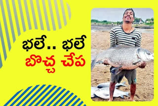 big fish caught, sircilla district news today