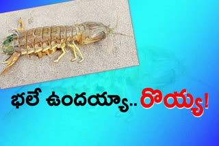 mantis shrimp at antharvedi