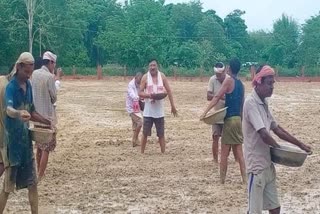 Minister Jogen Mohan busy in paddy field At Dibrugarh District