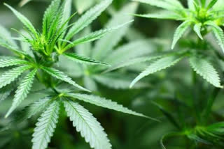 police seize Marijuana in guntur