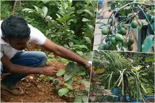 ലോകത്തിന്‍റെ നാനാഭാഗങ്ങളിലെയും ഫലവൃക്ഷങ്ങൾ കൃഷി ചെയ്ത് കാസിം കോയ  ഫലവൃക്ഷങ്ങൾ  കൃഷി  cutivation  fruit trees from abroad  കാർഷികവൃത്തി  കുറ്റിപ്പുറം  പച്ചക്കറി കൃഷി  റെയിൻ ഫോറസ്റ്റ് പ്ലം