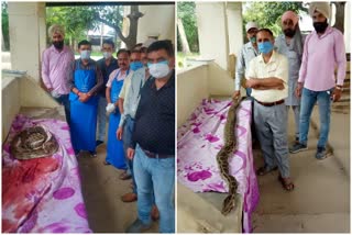 9 feet dead python found near surajpur