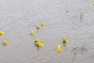 Rare yellow frogs jumping in fields enthrall netizens