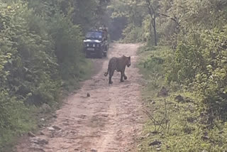 safari in sariska,  sariska sanctuary