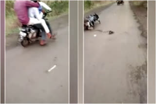 in maharashtra snake ran inside the running two wheeler  maharashtra  video went viral  ഓടിക്കൊണ്ടിരുന്ന ബൈക്കിൽ ചേര; സാമൂഹ്യ മാധ്യമങ്ങളിൽ വിവാദമായി വീഡിയോ  സാമൂഹ്യ മാധ്യമങ്ങളിൽ വിവാദമായി വീഡിയോ  സംഭവം മഹാരാഷ്ട്രയിൽ