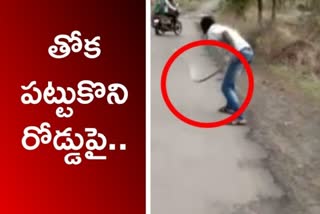 snake killing on road