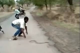Man kills snake with bare hands