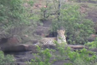 Leopard seen sitting on the hill of Rajgarh in MP