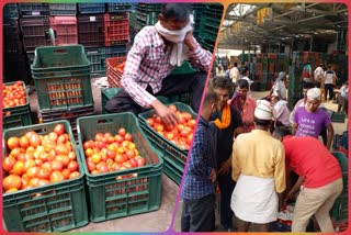 DELHI ajadpur mandi tomato rate hike