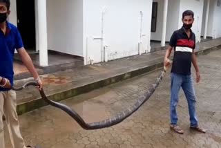 Huge king cobra protection of 12 feet long in Subramanya