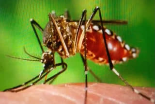 vector borne diseases increased in delhi