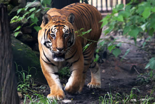 Tiger killing in Kaziranga