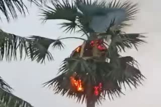 Palm tree in Sahibganj started burning due to thunderstorm