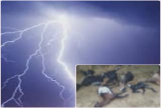 Lightning Strike: ભચાઉના કંથકોટમાં વીજળી પડતાં 18 બકરીના મોત
