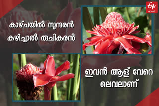 torch-ginger-ginger-flower-red-ginger-lily-torch-lily-in-idukki-rajakumari