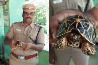 சேலத்தில் கடல் ஆமை, star tortoise rescued in salem