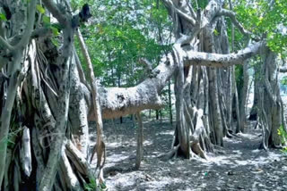 BANYAN TREE