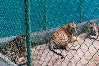 naming-of-three-cubs-of-tigress-anushka-in-ranchi